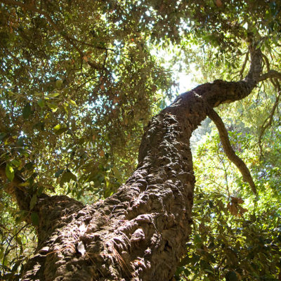 Parcours botanique au camping