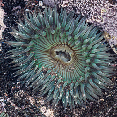 Randonnée palmée de l’îlot du crocodile