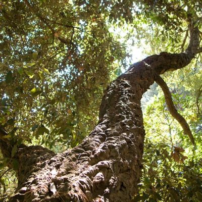 Camping nature ombragé dans le Var - Les Jardins de La Pascalinette® - camping 4 étoiles