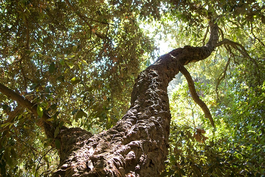 An eco-friendly nature campsite in the Var, French Riviera-Côte d'Azur