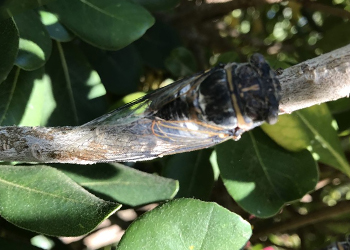 Le tube de l'été au camping Var