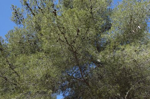 La forêt du camping et ses bienfaits