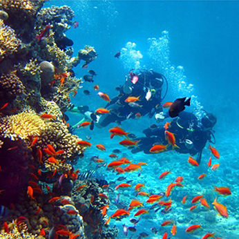 Scuba diving around Porquerolles island