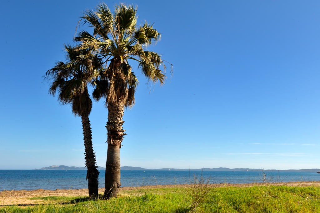 Camping proche des plages d'Hyères)