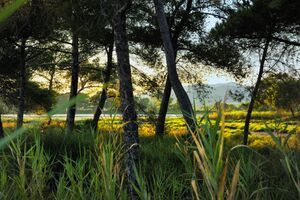 Hyères-les-Palmiers : les salins