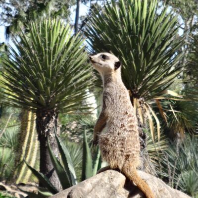 Jardin zoologique tropical de La Londe-les Maures