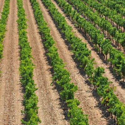 Château Maravenne : Musée des Automates Vignerons