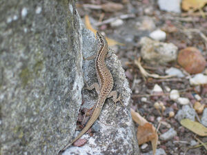 Lézard sur un muret du camping dans le Var