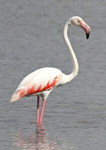 Flamant rose à Hyères dans le Var