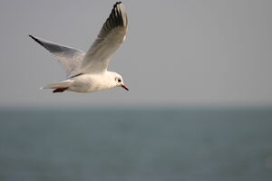 Mouettes dans le Var - vacances !