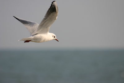 Mouette hors-bord datant