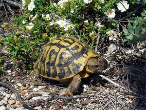 Tortue d'Hermann dans le Var