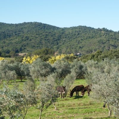 Le Moulin du Haut Jasson