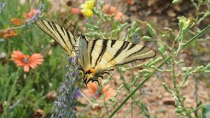 Vue d'un papillon dans un camping