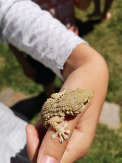 Tarente de Méditerranée au Camping