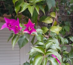 Bougainvillier