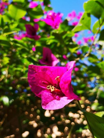 Bougainvillier au camping