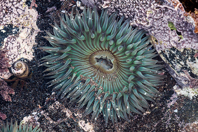 L’attribut alt de cette image est vide, son nom de fichier est 640px-Sea_anemone_baja_california.jpg.