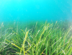 Vue de Posidonia