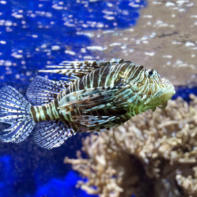 Faune et Flore de la mer Méditerranée