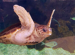 Tortue marine au musée océanographique de Monaco