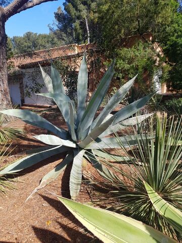 Agave du camping dans le Var