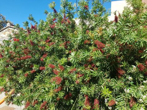 Rince bouteille ‘Captain Cook’ au camping