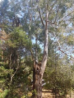 L'exception végétale de votre séjour : la forêt du camping