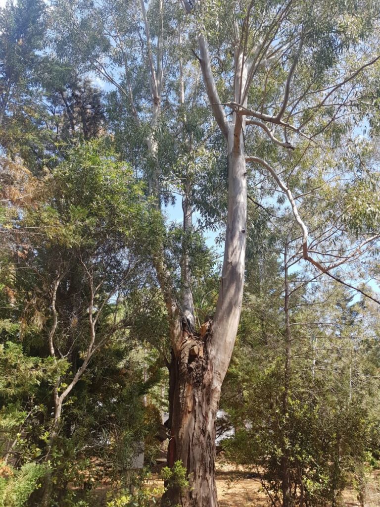 Grands eucalyptus du camping