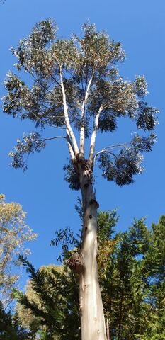 Admirez les grands eucalyptus du camping