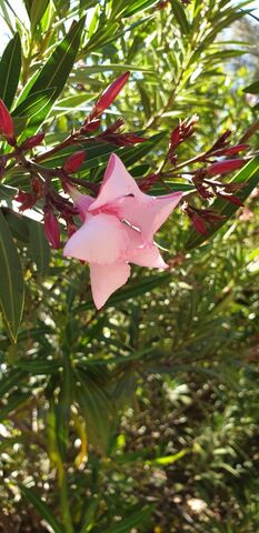 Haies fleuries, voici les lauriers roses, partout dans le camping