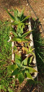 Aloé maculé