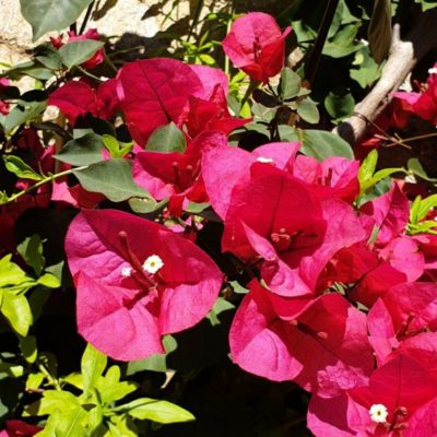 Bougainvillier au camping
