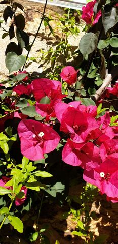 Bougainvillier au camping