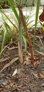 Canne à sucre pourpre