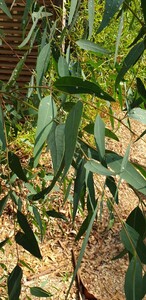 Eucalyptus