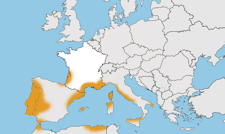 Arbousier de Chypre