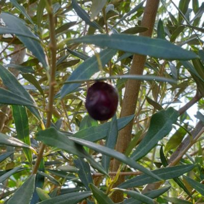 La Provence au camping : les oliviers