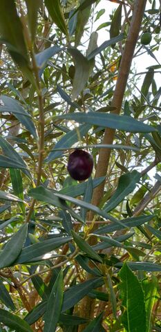 La Provence au camping : les oliviers