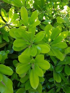 Pittosporum nain du Japon (tobira)