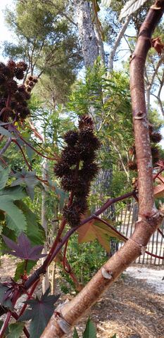 Ricin commun dans votre camping nature