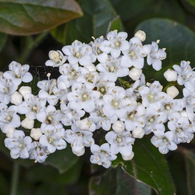 Vegetal Art La Minute Jardin Sur France Bleu Berry Societe D