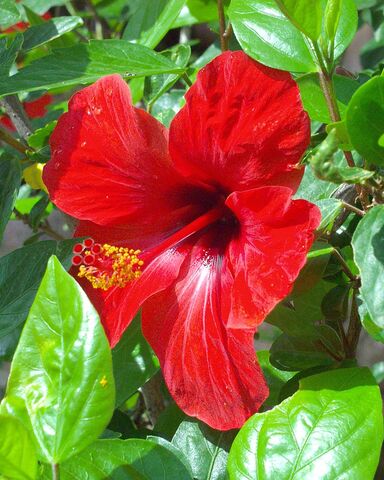 Vacances en Asie avec l'hibiscus rose de Chine