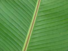 Bananier d’Abyssinie