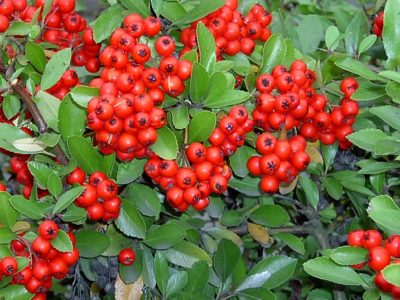 Fruits du Pyracantha visible sur le domaine du camping à La Londe Baies rouges du Pyracantha visible au camping 4 étoiles Les Jardins de La Pascalinette à la Londe-les-Maures