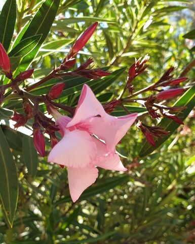 Haies fleuries, voici les lauriers roses, partout dans le camping