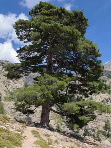 En bord de mer, le pin de Corse du camping