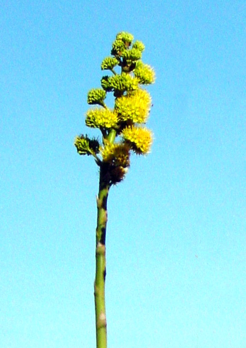 Agave Les Jardins de La Pascalinette®