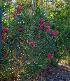 Laurier Rose