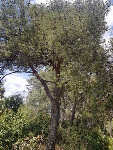 Traditionnel dans le Var : le pin d’Alep est évidemment présent au camping